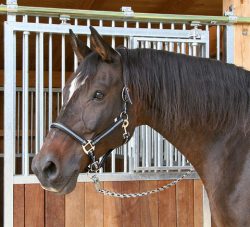 Grimma Mustang Ponny Svart/Silver - 89510321960 - Häst